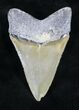 Serrated, Bone Valley Megalodon Tooth #20678-2